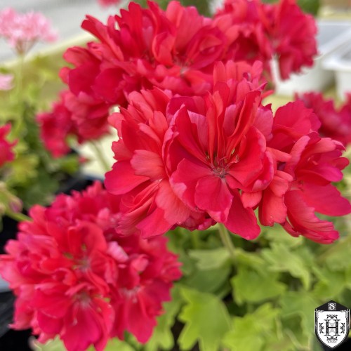 Pelargonium 'Kitbridge' - Pelargoon 'Kitbridge' P9/0,55L